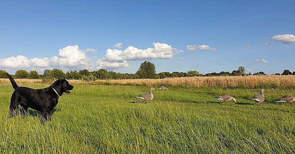 Jagen - Bij Hoevelaken Linksaf.