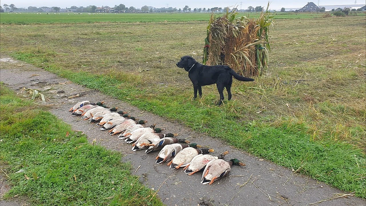 Woerden Leggen Geen Eieren!