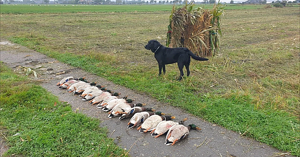 Woerden Leggen Geen Eieren!