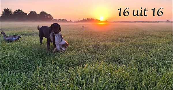 Jagen - 16 Uit 16!