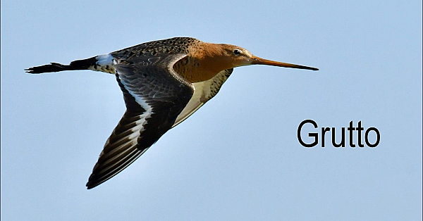 Grutto.