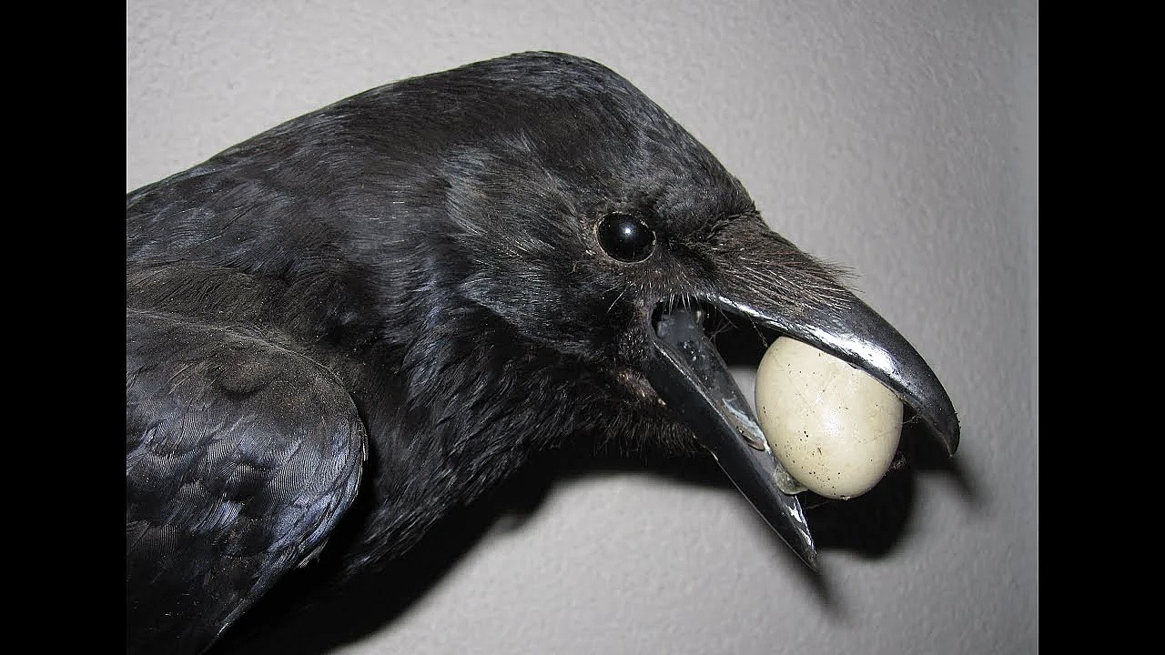 Bejaging Vrijgestelde Soorten Noord-holland Per Direct Gestopt