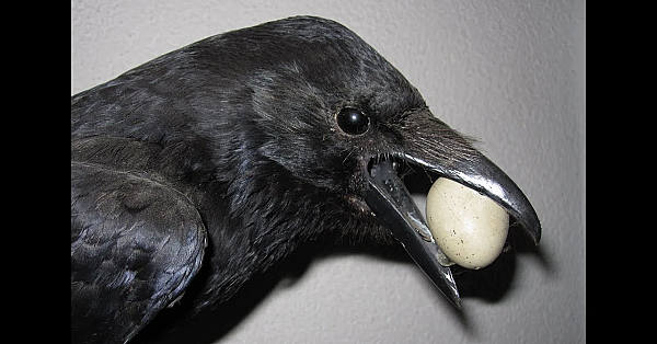 Bejaging Vrijgestelde Soorten Noord-holland Per Direct Gestopt