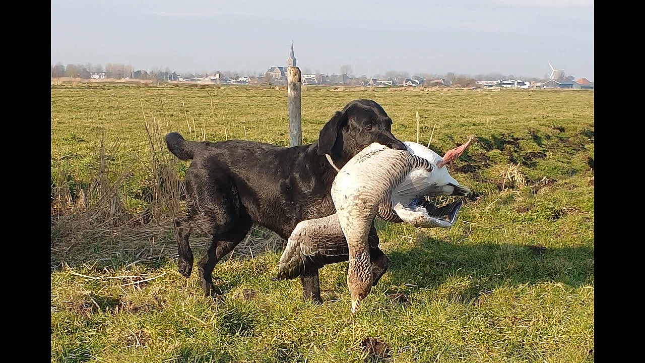 Jacht - Een Knap Doublet!