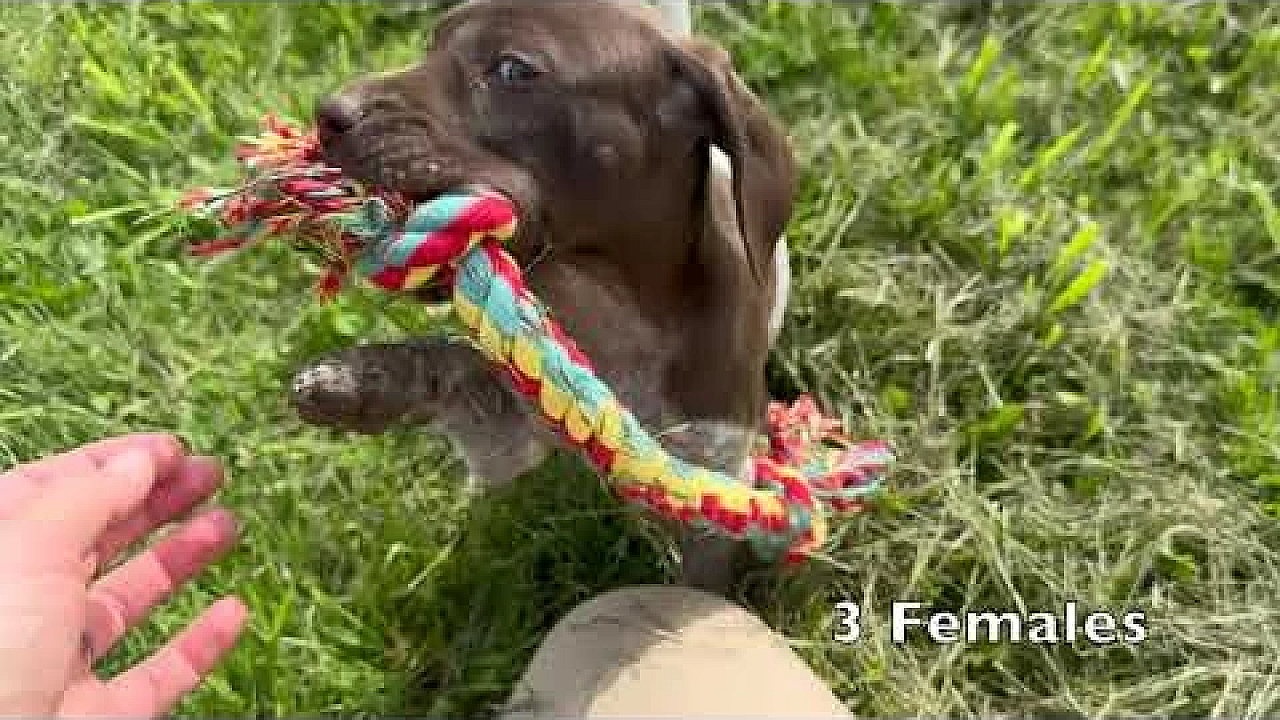 Ada X Flash Gsp Pups Born 4 30 24