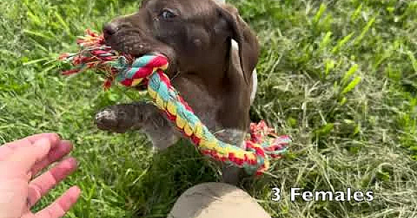 Ada X Flash Gsp Pups Born 4 30 24