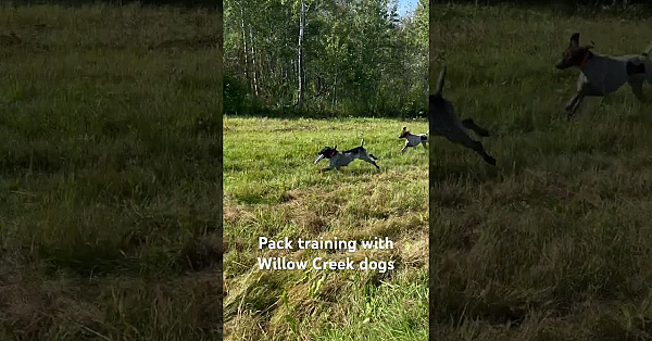 A Fun Pack Training Session Using A Bumper Launcher With Willow Creek Gsps #gsp #dogtraining