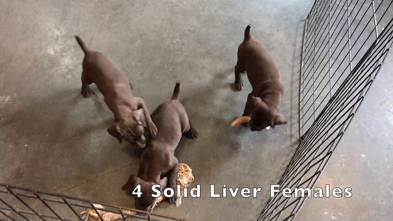 Willow Creek's Mandy X Hawk Litter Of Gsp Puppies