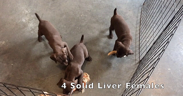 Willow Creek's Mandy X Hawk Litter Of Gsp Puppies
