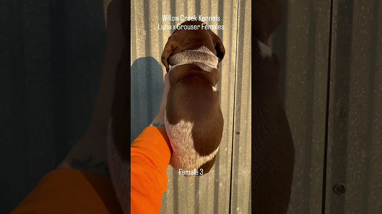 Six Gsp Female Puppies From Luna X Grouser Born 9/9/24.