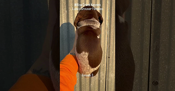 Six Gsp Female Puppies From Luna X Grouser Born 9/9/24.