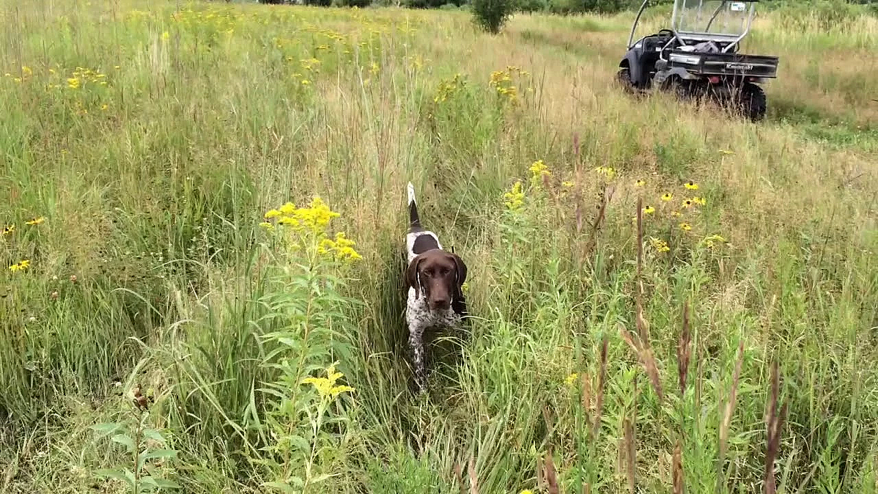 Willow Creek's Trained Dog - Sunny