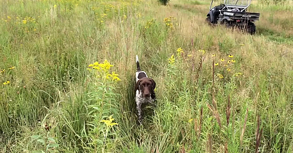 Willow Creek's Trained Dog - Sunny