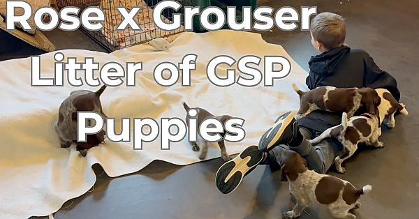 Gsp Puppies - Rose X Grouser Litter Born 2/22/25