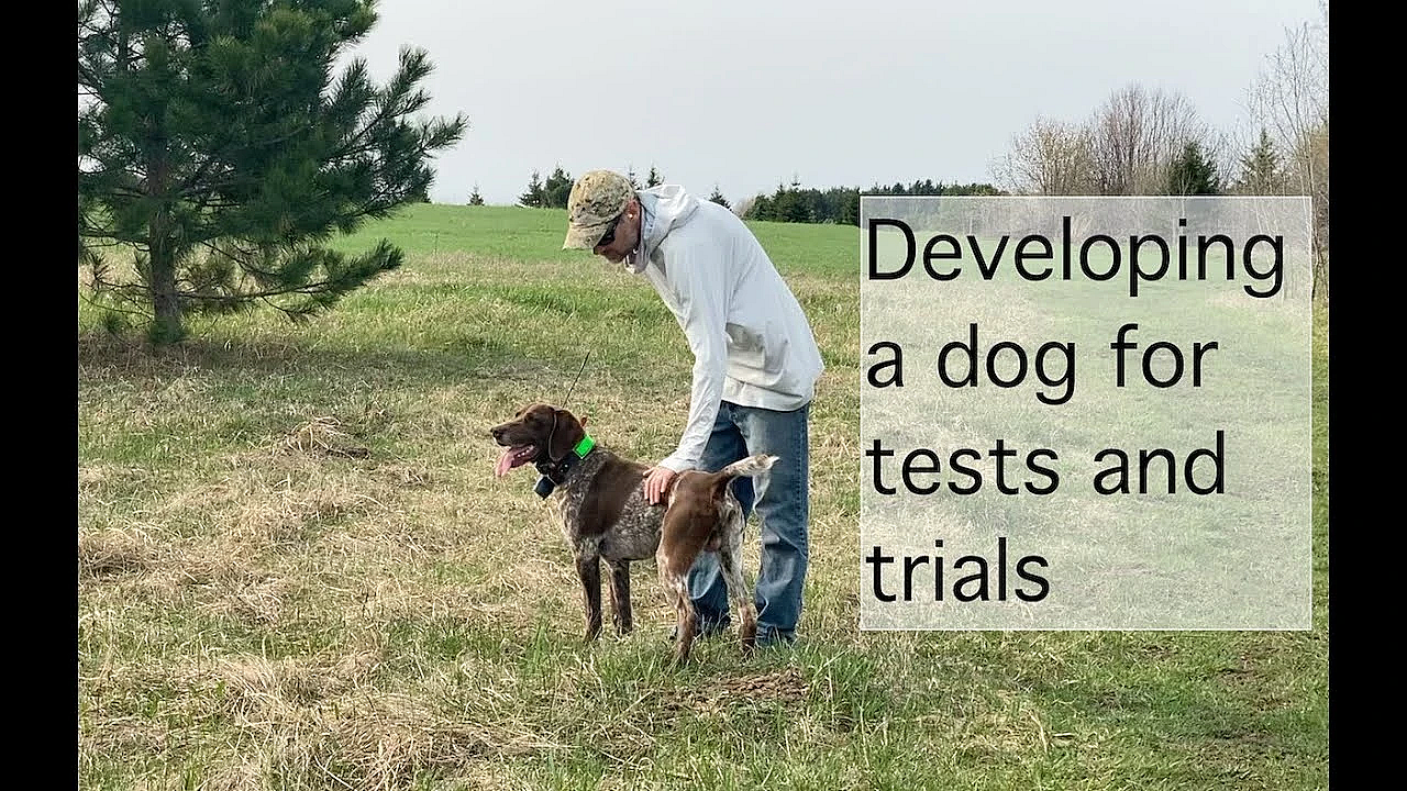 Setting And Running A Bird Course For Hunt Tests And Field Trials