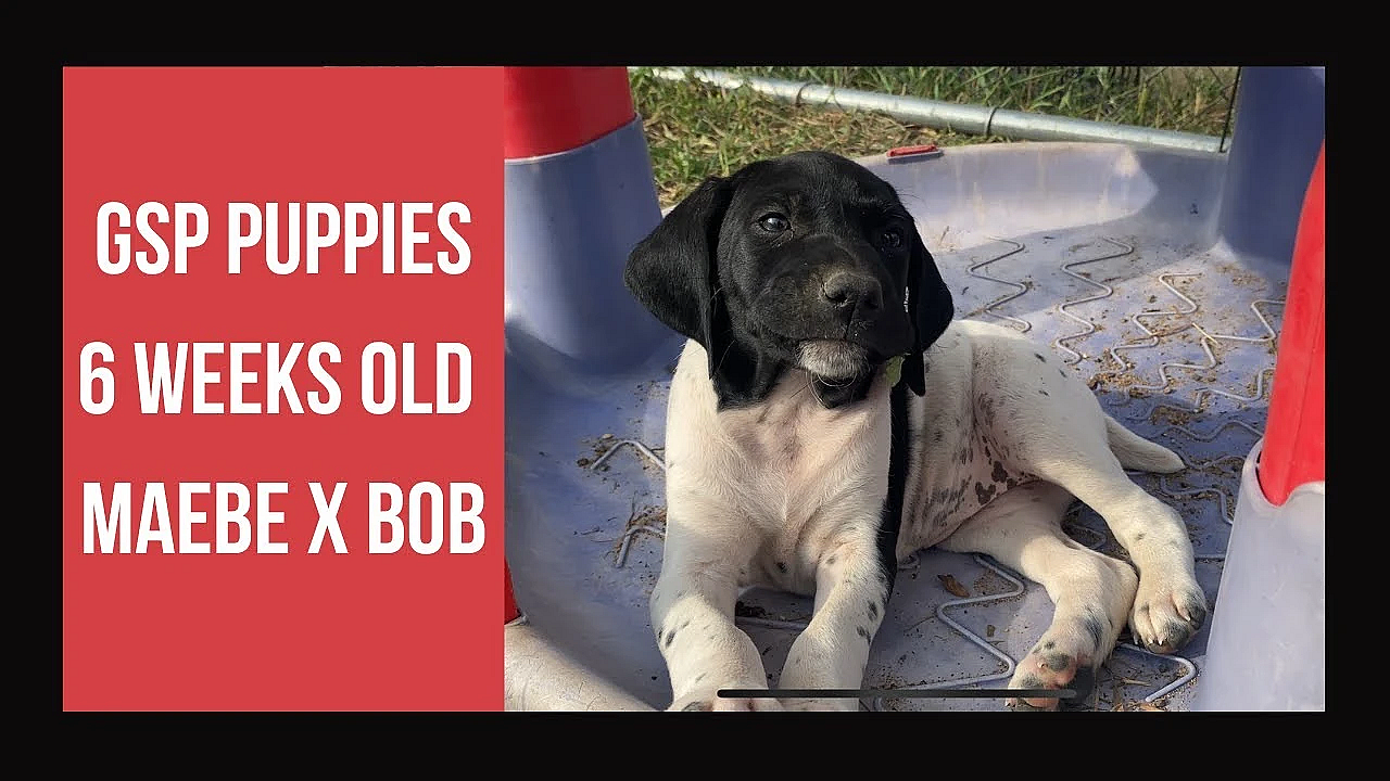 Gsp Puppies - Maebe X Bob - 6 Weeks Old
