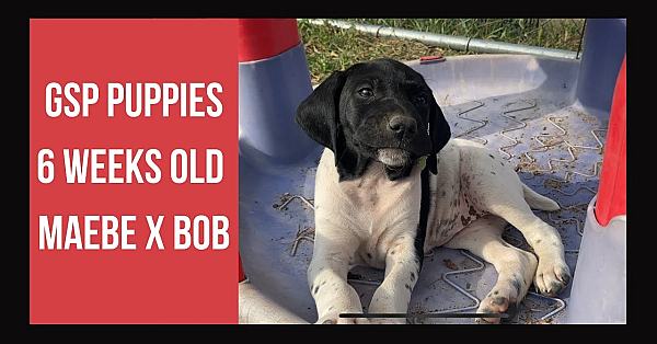 Gsp Puppies - Maebe X Bob - 6 Weeks Old