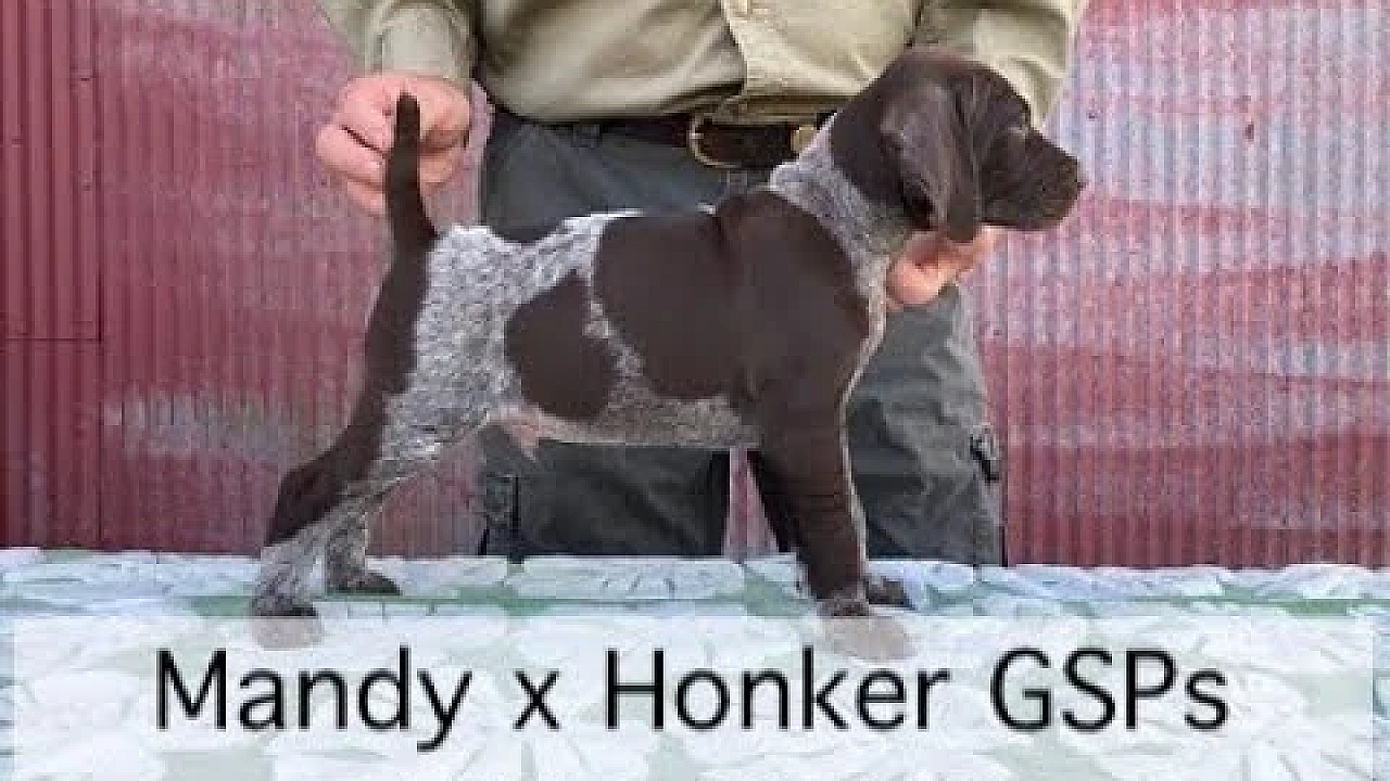 Gsp Puppies - Just Under 7 Weeks Old - Mandy X Honker