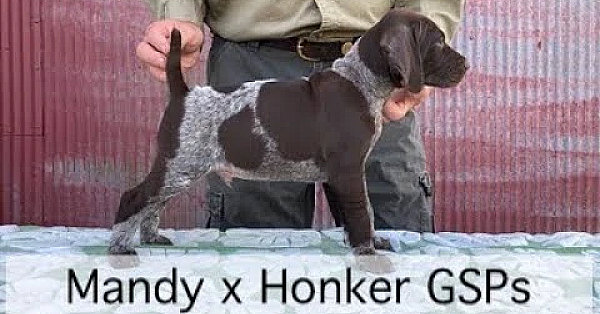 Gsp Puppies - Just Under 7 Weeks Old - Mandy X Honker