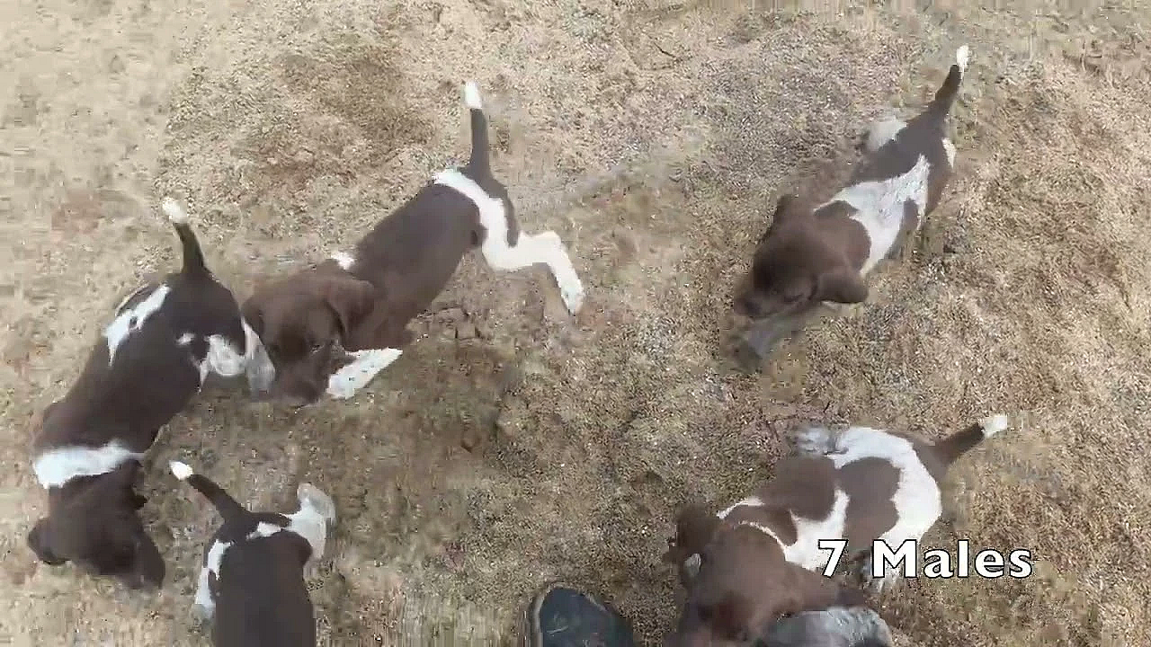Rose X Grouser Gsp Pups (born 5/5/23)
