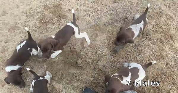 Rose X Grouser Gsp Pups (born 5/5/23)