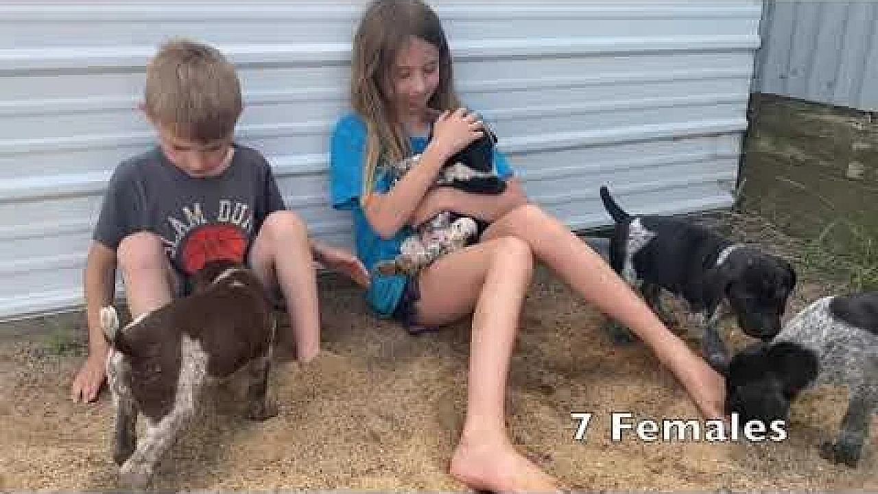 Gsp Puppies - 5.5 Weeks Old - Frida X Tgk Jake