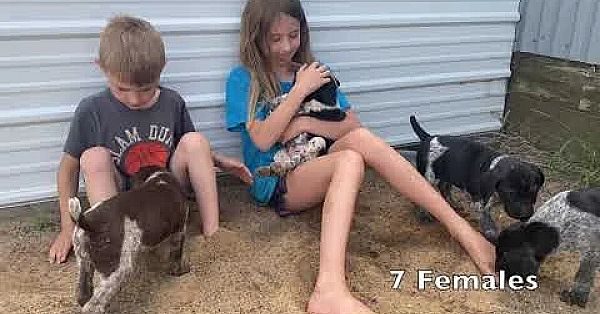 Gsp Puppies - 5.5 Weeks Old - Frida X Tgk Jake