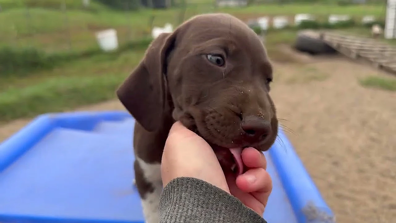 Gsp Puppies - Luna X Grouser - Born 7 28 2025