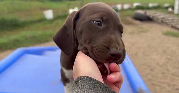 Gsp Puppies - Luna X Grouser - Born 7 28 2025