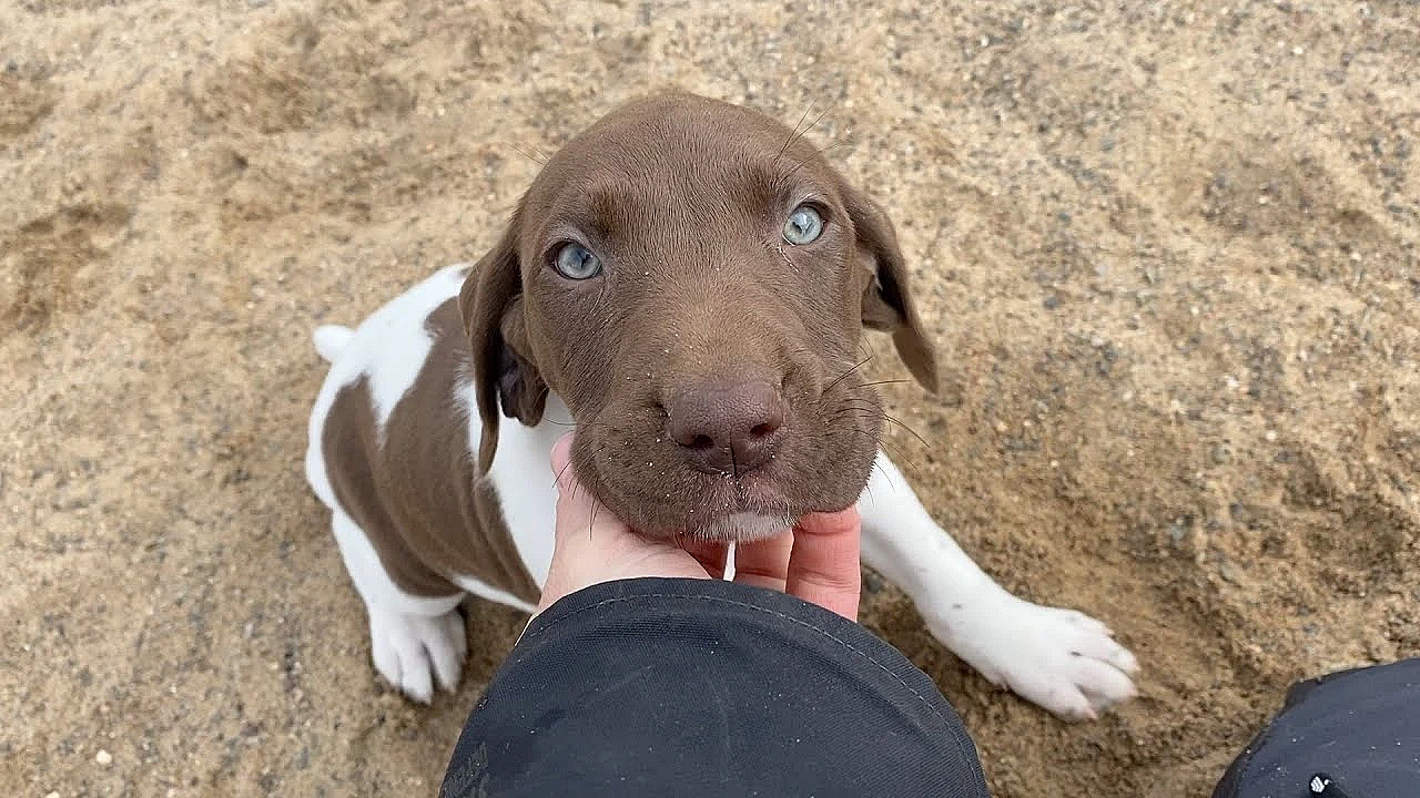 Mabel X Drake - Gsp Puppies