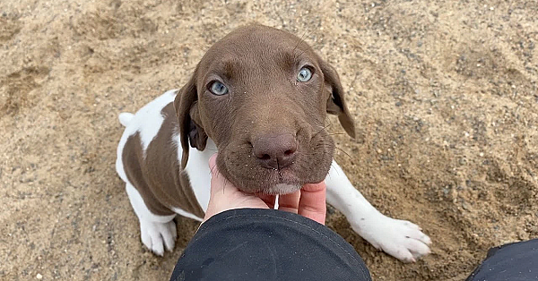 Mabel X Drake - Gsp Puppies
