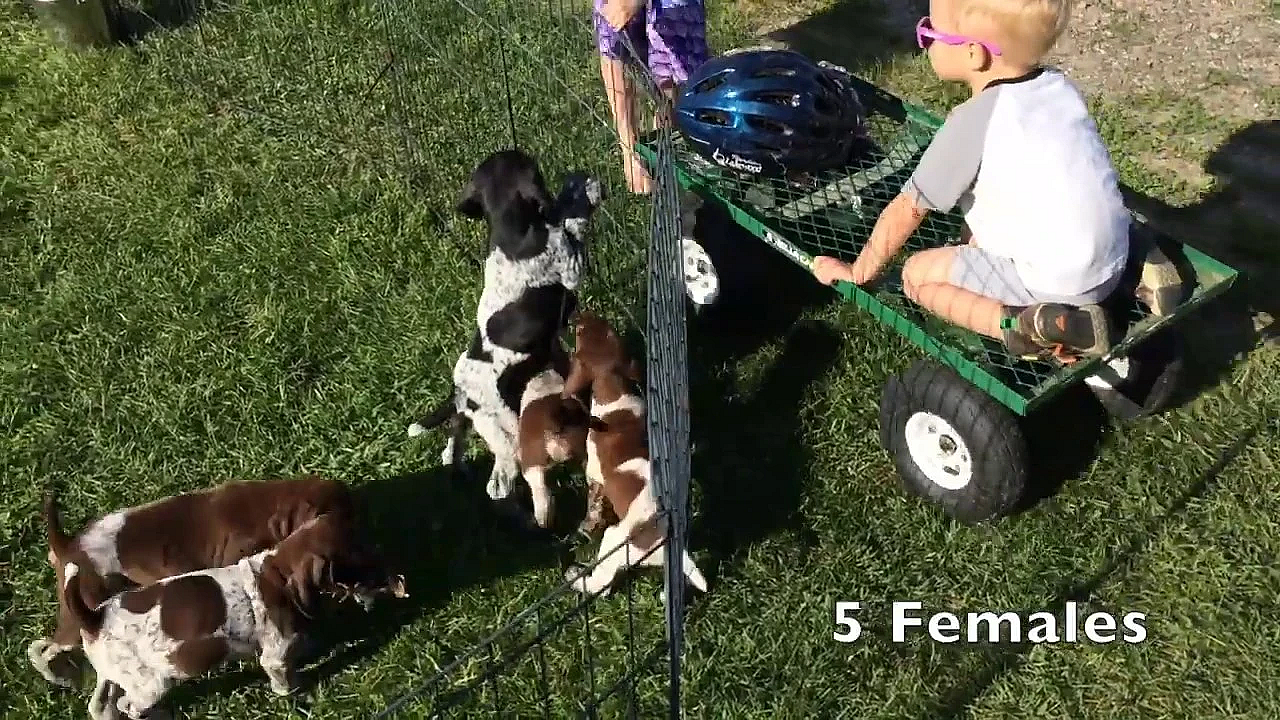 Jill X Honker Litter Of Gsp Puppies
