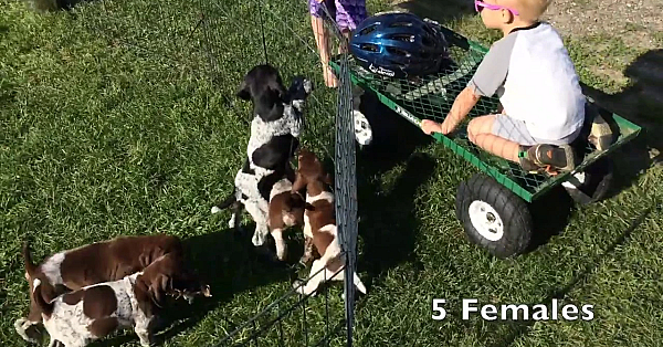 Jill X Honker Litter Of Gsp Puppies