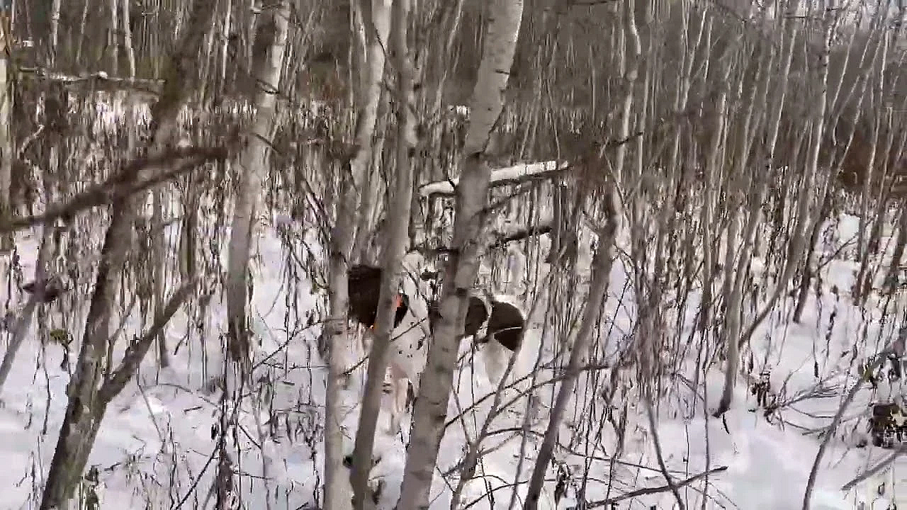 Willow Creek’s Flash Recall Quail 3