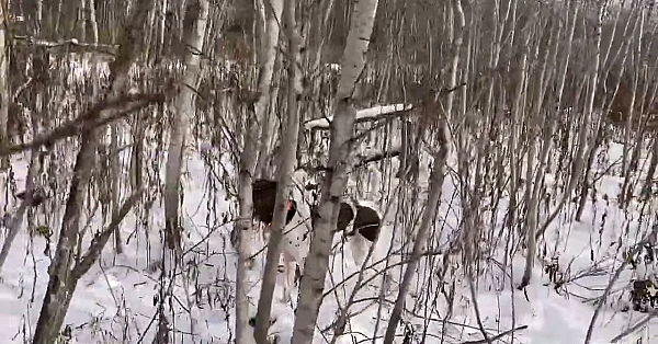 Willow Creek’s Flash Recall Quail 3