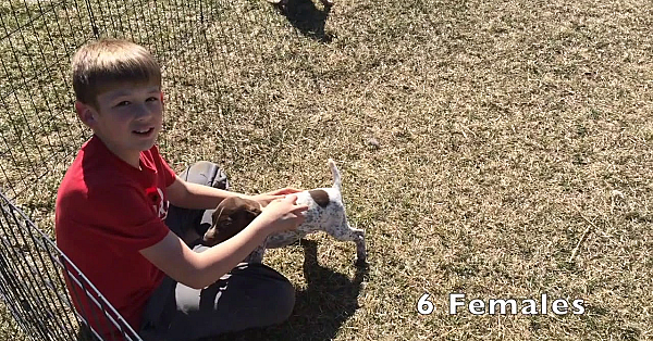Poppy X Grouser Gsp Puppies