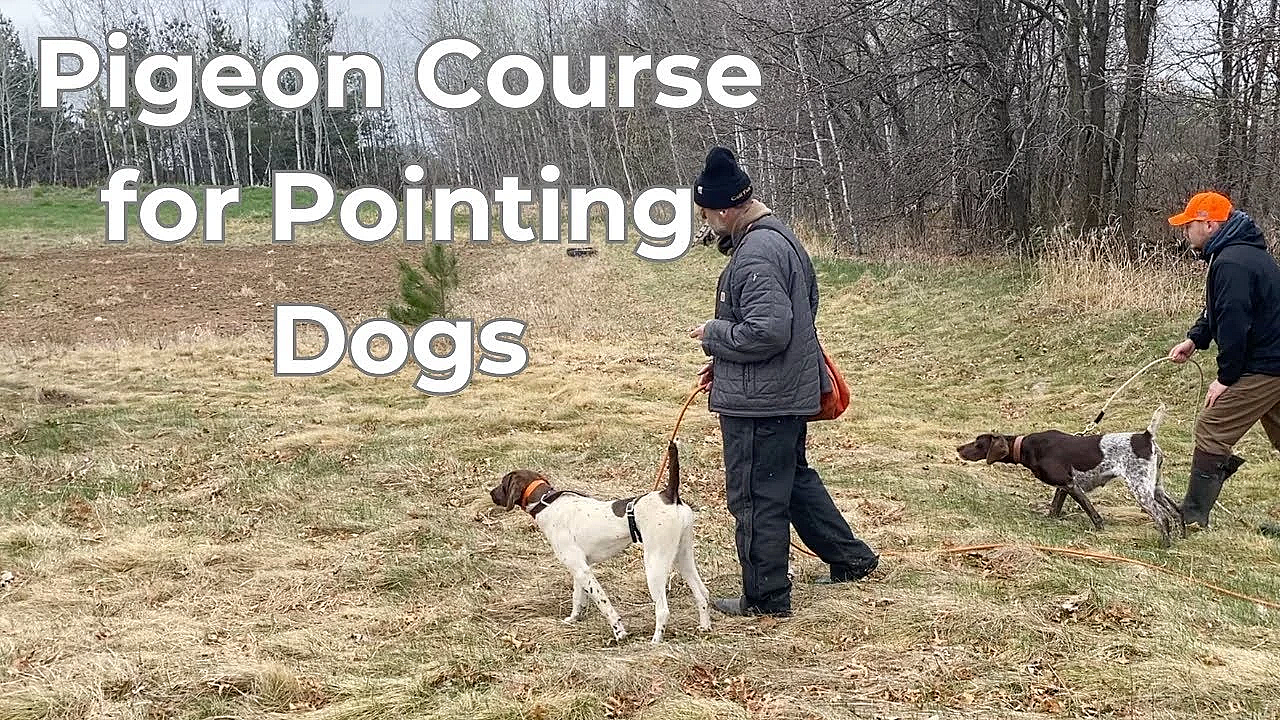 Pigeon Course For Pointing Dogs