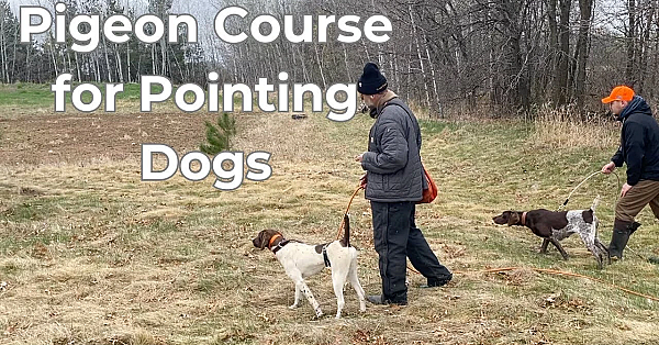 Pigeon Course For Pointing Dogs