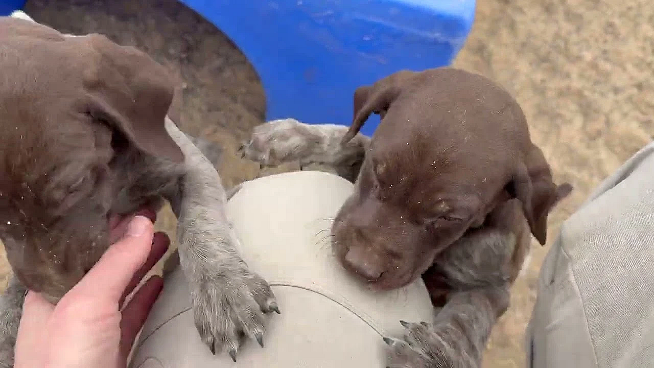 GSP Puppies - Agnes x Branch 03 24 26