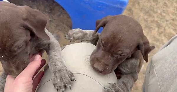 GSP Puppies - Agnes x Branch 03 24 26