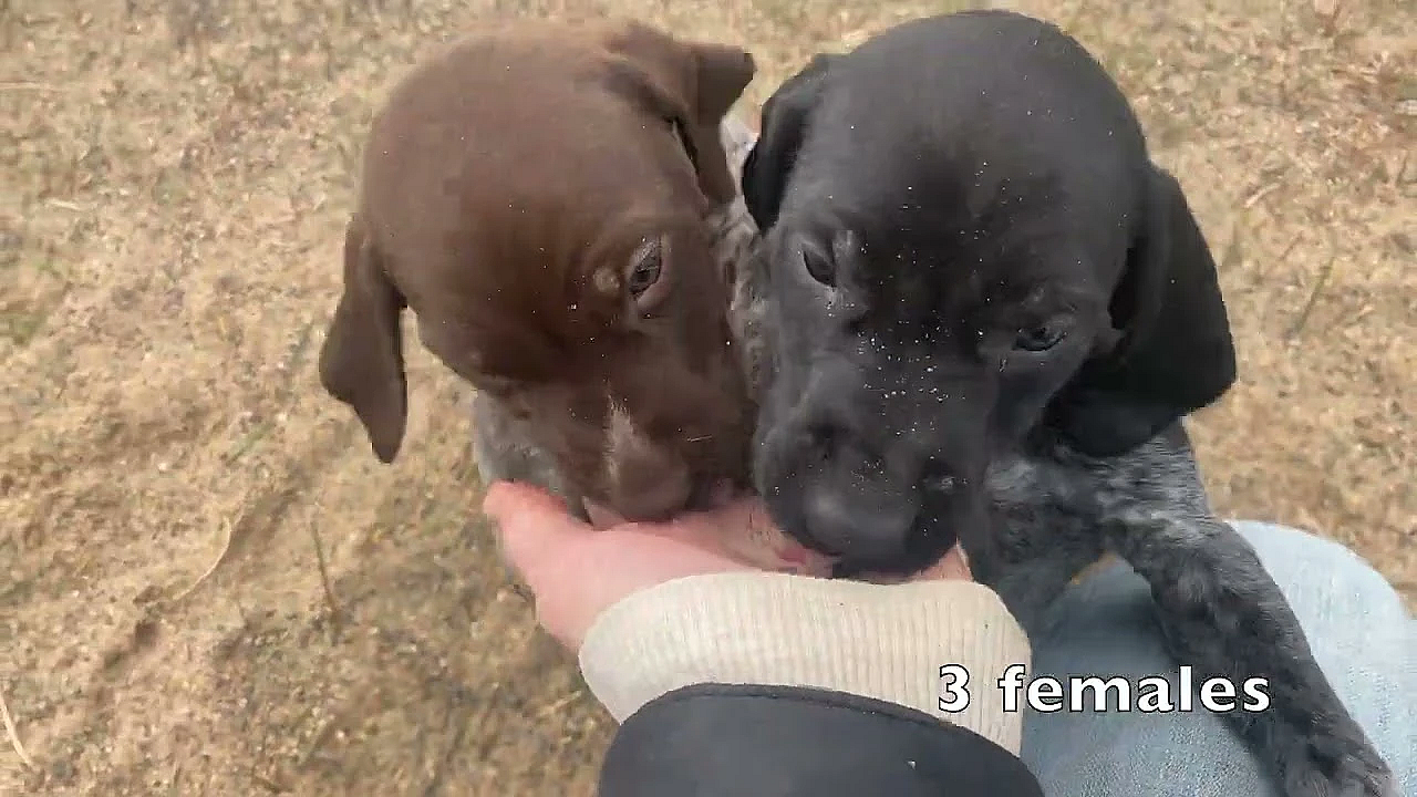 Gsp Puppies - Nettle X Grouser Born 3/11/23