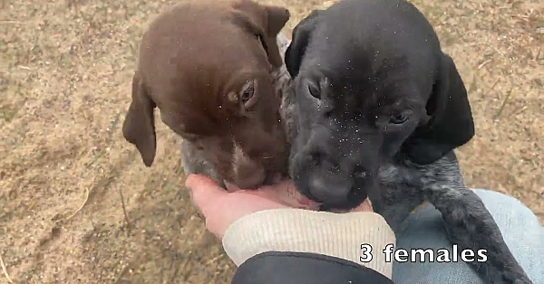 Gsp Puppies - Nettle X Grouser Born 3/11/23