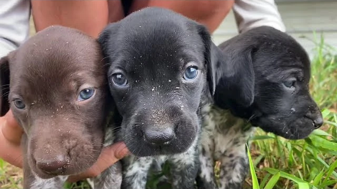 Millie X Drake Litter Of Gsp Puppies