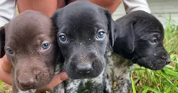 Millie X Drake Litter Of Gsp Puppies