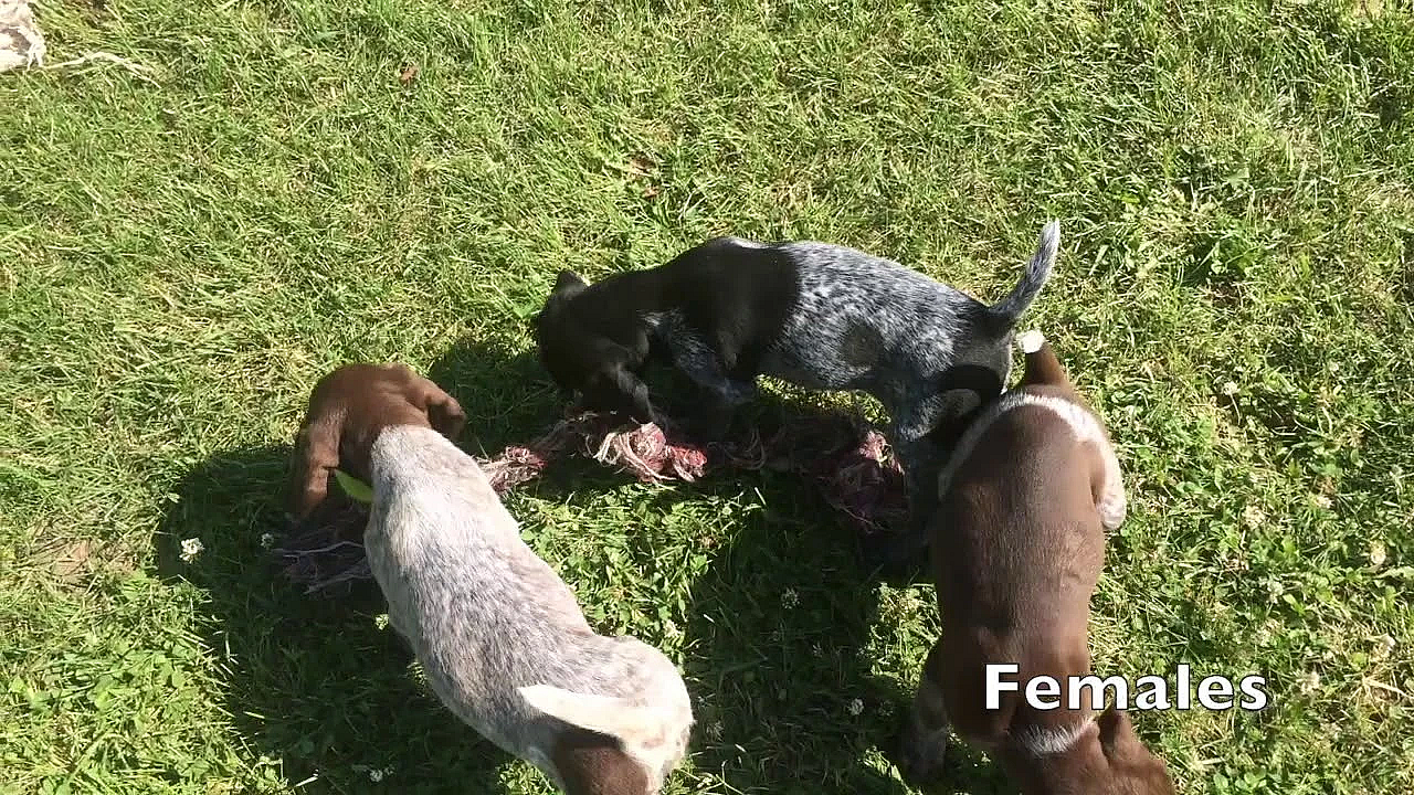 Frida X Grouser Gsp Puppies Born 5/18/19