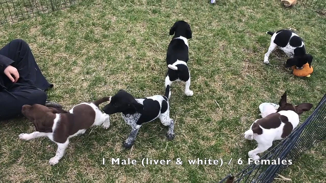 Roxy X Grouser 2019 Gsp Puppies