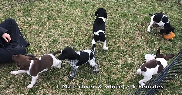 Roxy X Grouser 2019 Gsp Puppies
