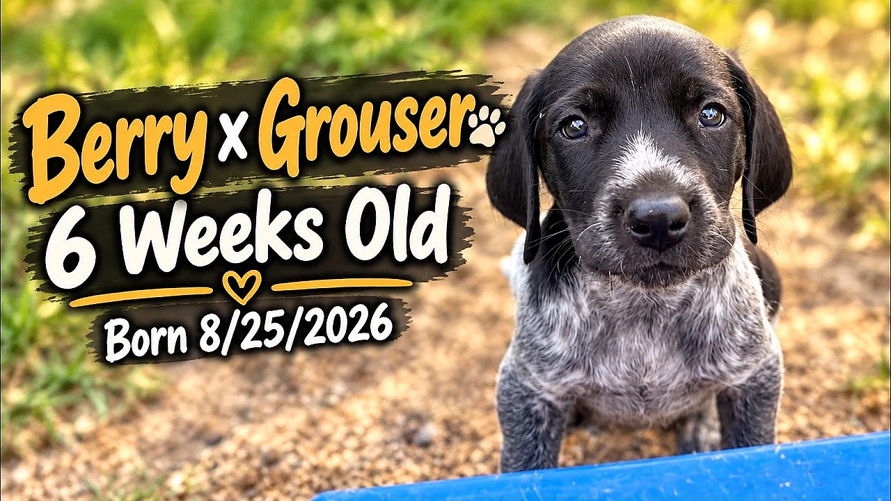 Berry x Grouser Litter - GSP Puppies - 6 weeks old