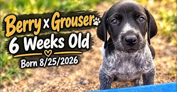 Berry x Grouser Litter - GSP Puppies - 6 weeks old