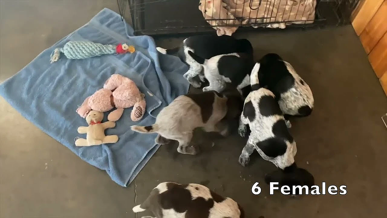 Frida X Grouser Gsp Puppies 6.5 Weeks Old